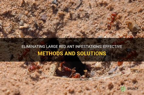 Eliminating Large Red Ant Infestations: Effective Methods And Solutions ...