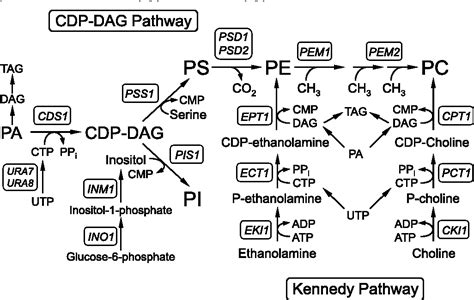 [PDF] Phospholipid synthesis in yeast : regulation by phosphorylation 1 ...