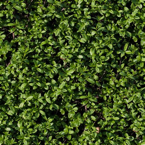 HIGH RESOLUTION TEXTURES: Seamless tileable hedge grass texture