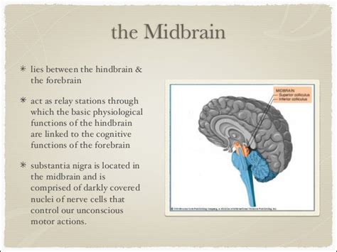 the brain ,parts and functions