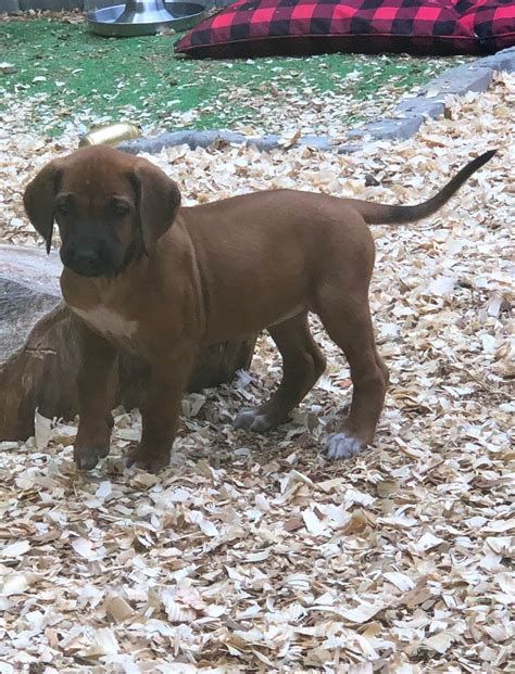 Rhodesian Ridgeback Puppies For Sale