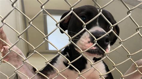 Clear the shelters: How to adopt cats & dogs in Lincoln County | wcnc.com