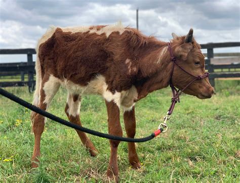 Adopt a Farm Animal - Houston SPCA