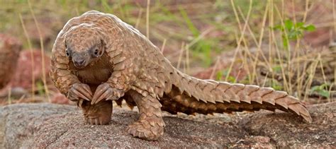 Tree Pangolin Baby