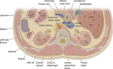 Celiac Plexus Block Using CT Guidance | Anesthesia Key