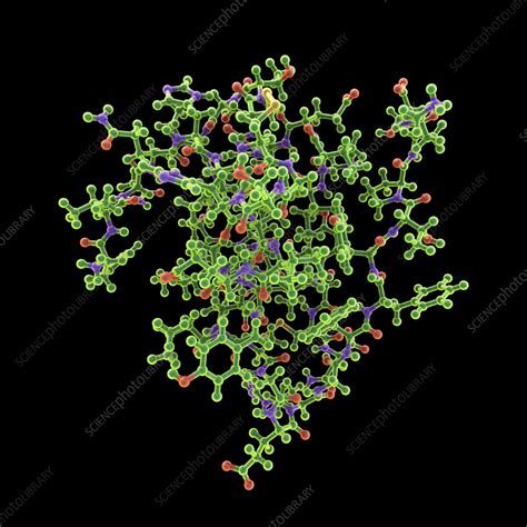 Insulin molecule, illustration - Stock Image - F036/3429 - Science ...