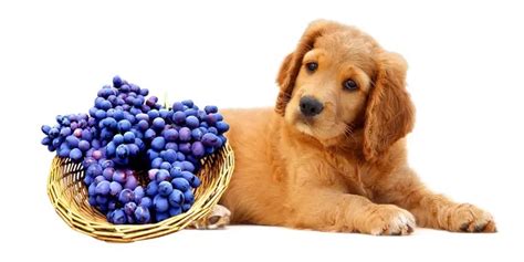 Can Dogs Eat Grapes or Raisins? - PetieTec