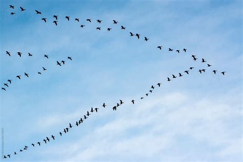 "Bird (Snow Geese) Migration In V Formation" by Stocksy Contributor ...