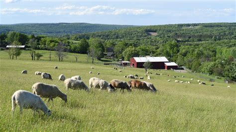 Farm Sanctuary | We Envision a World Where Sanctuary Replaces Exploitation