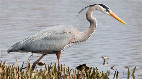 Great Blue Heron - Santa Cruz Museum of Natural History