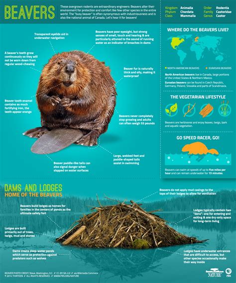 Wildlife Facts: Beaver