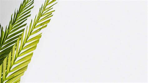 50+ Surprising Palm Sunday Backgrounds - QuotesProject.Com