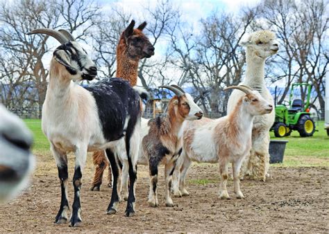 Local Farm animal sanctuary offering virtual tours, Mother's Day event ...