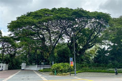 Iconic Trees in Singapore’s Civic District