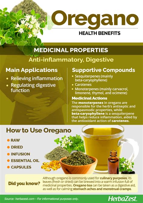 Oregano Juice Health Benefits - Best Juice Images