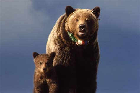 Discover the True Story of Colorado's Last Ever Grizzly Bear - A-Z Animals