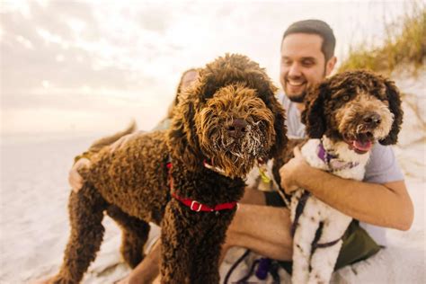 Dog-Friendly Pensacola Beach Guide: Pet-Friendly Stays