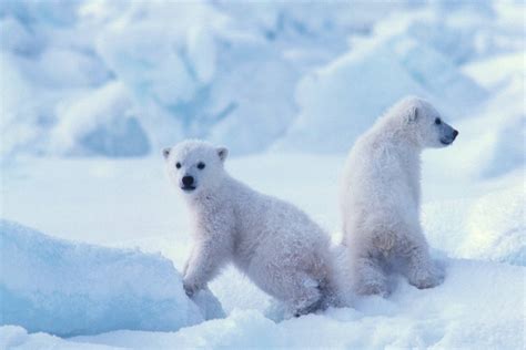 Polar Bear Moms Stick to Their Dens Even Faced With Life-Threatening ...