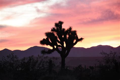 Joshua tree sunset | The Planetary Society