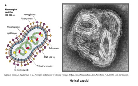 paramyxoviridae Flashcards | Quizlet
