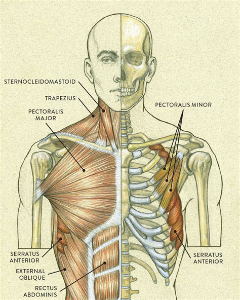 Muscles of the Neck and Torso - Classic Human Anatomy in Motion: The ...