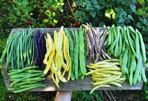 11 Must-Grow Pole Bean Varieties and Expert Growing Tips