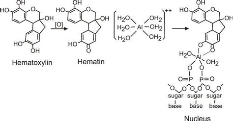 Haematoxylin - Alchetron, The Free Social Encyclopedia