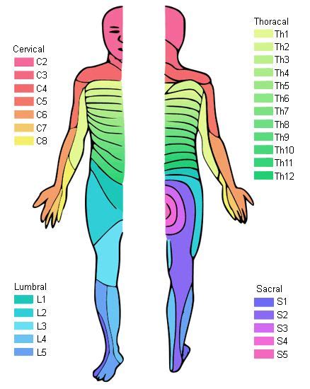 myotome and dermatome chart - Google Search | Chiropractic School ...