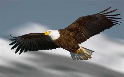 Flying Eagle Hd Desktop Wallpapers - Wallpaper Cave