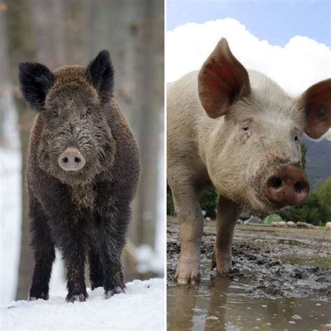 Wild Boar vs Pig: What Are The Differences?