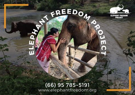 #1 Best Elephant Sanctuary in Chiang Mai - Elephant Freedom Project ...