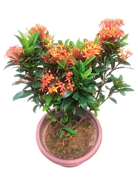 Ixora » Flowering Plants • Teo Joo Guan Horticulture