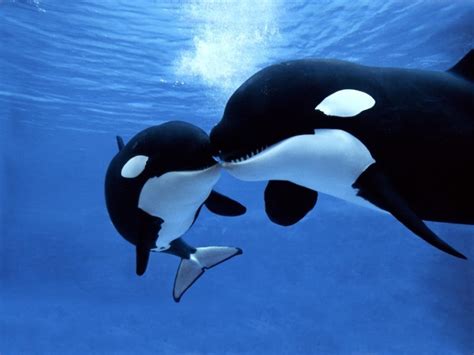 What Do Killer Whales Eat? Discover the Orca Diet (with Photos ...