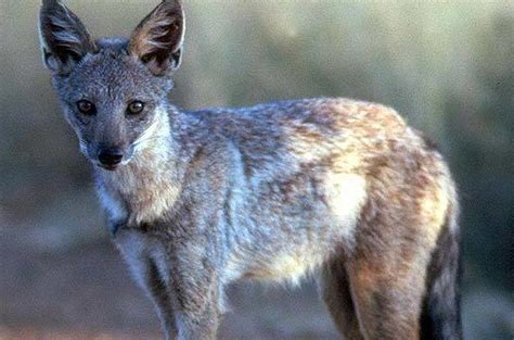 Side-striped Jackal - Africa Mammals Guide