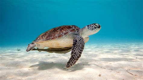 Sea Turtle Windows 10 - Animals HD wallpaper | Pxfuel