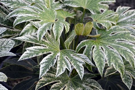 Fatsia japonica 'Spider's Web' | Landscape Plants | Oregon State University