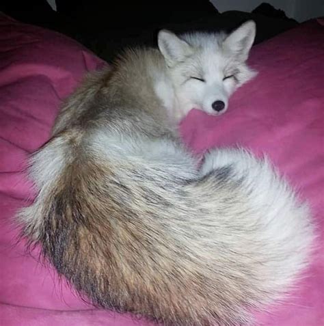 This gorgeous white fox 😍 : aww