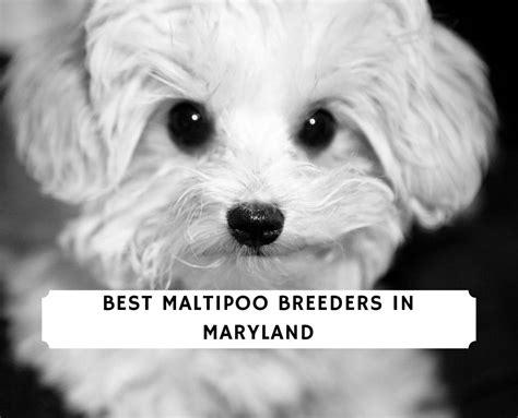 3 Best Maltipoo Breeders in Maryland!