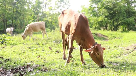 Brown cows are grazing in the field. 2642050 Stock Video at Vecteezy