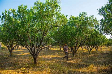 When to Fertilize Pecan Trees in Texas? (Perfect Timing) - 🐝 ...