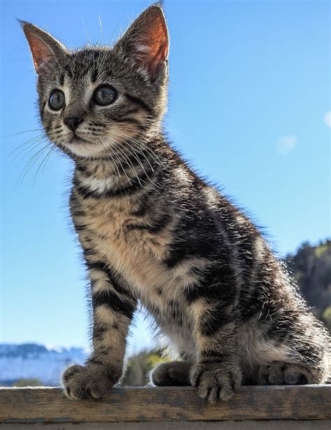 Royalty-Free photo: Brown tabby kitten on brown wooden surface | PickPik