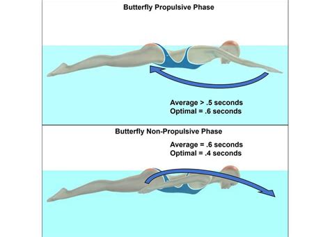 Maximizing Swimming Velocity Part 7: Optimal Stroke Cycle For Butterfly ...