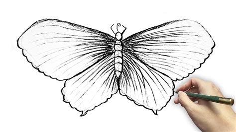 Butterfly Drawing: Quickly Sketch a Butterfly - Realistic Drawing ...