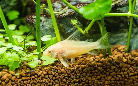 Unbelievable Cory Catfish Behavior: (Is It Good or Bad?)