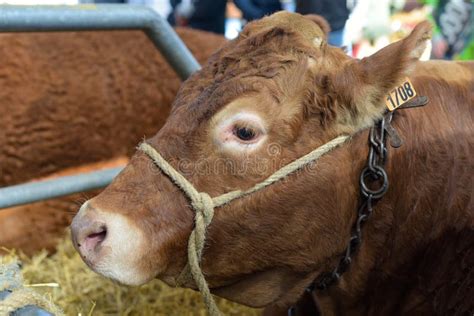 Limousine Breed Cow Portrait at Agriculture Show Stock Image - Image of ...