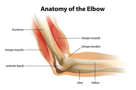 Anatomy of the Elbow - alleviatepainclinic