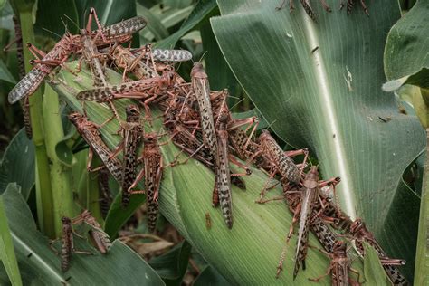 Locusts In Nevada 2024 - Maxie Sibelle