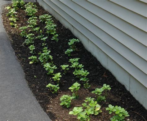 Shade Border Plants- Japanese Spurge