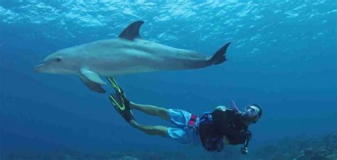 Open Water Dolphin Dive - Ocean Encounters