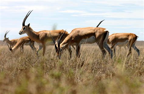 File:Grant's-gazelle.jpg - Wikimedia Commons